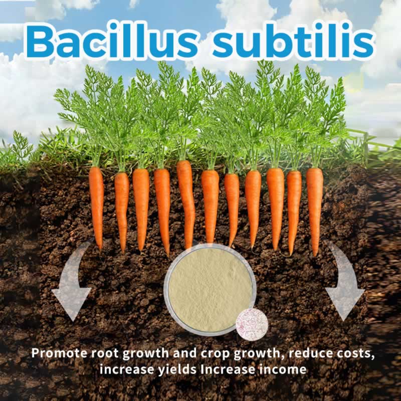 Pourquoi Bacillus subtilis révolutionne l'agriculture maraîchère
