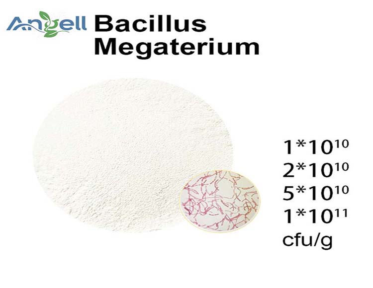 Bacillus mucilaginosus